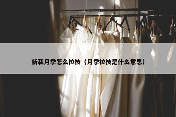新栽月季怎么拉枝（月季拉枝是什么意思）