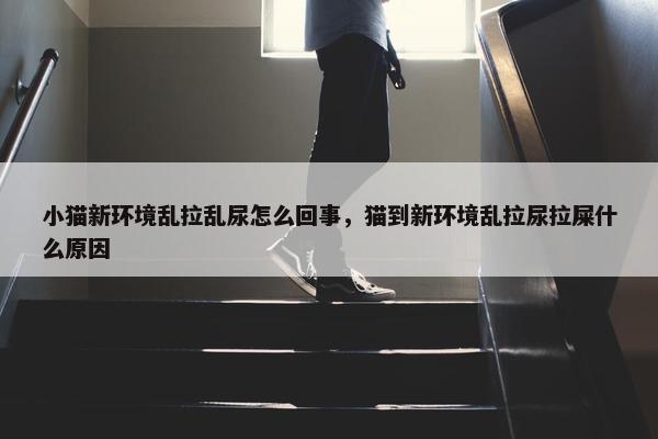 小猫新环境乱拉乱尿怎么回事，猫到新环境乱拉尿拉屎什么原因