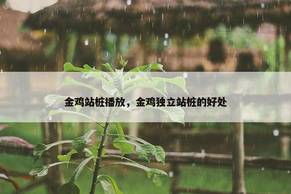 金鸡站桩播放，金鸡独立站桩的好处