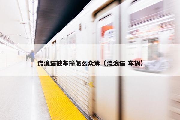 流浪猫被车撞怎么众筹（流浪猫 车祸）