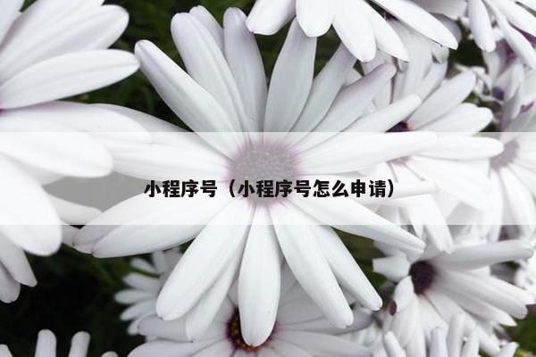 小程序号（小程序号怎么申请）