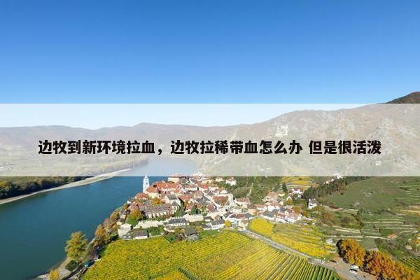 边牧到新环境拉血，边牧拉稀带血怎么办 但是很活泼