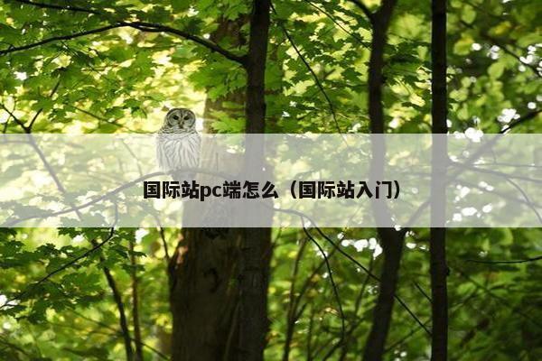 国际站pc端怎么（国际站入门）