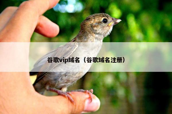 谷歌vip域名（谷歌域名注册）