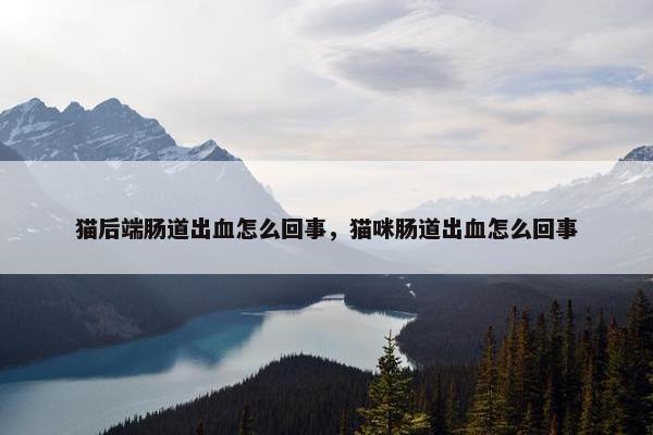 猫后端肠道出血怎么回事，猫咪肠道出血怎么回事